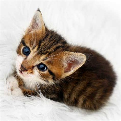 geo kitten tm|Tool profile: GeoCAT .